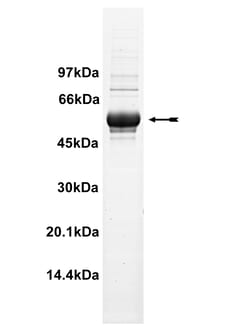 Eurofins DiscoverX DRAK1 Protein, Active 10 &mu;g | Buy Online | Eurofins DiscoverX | Fisher Scientific
